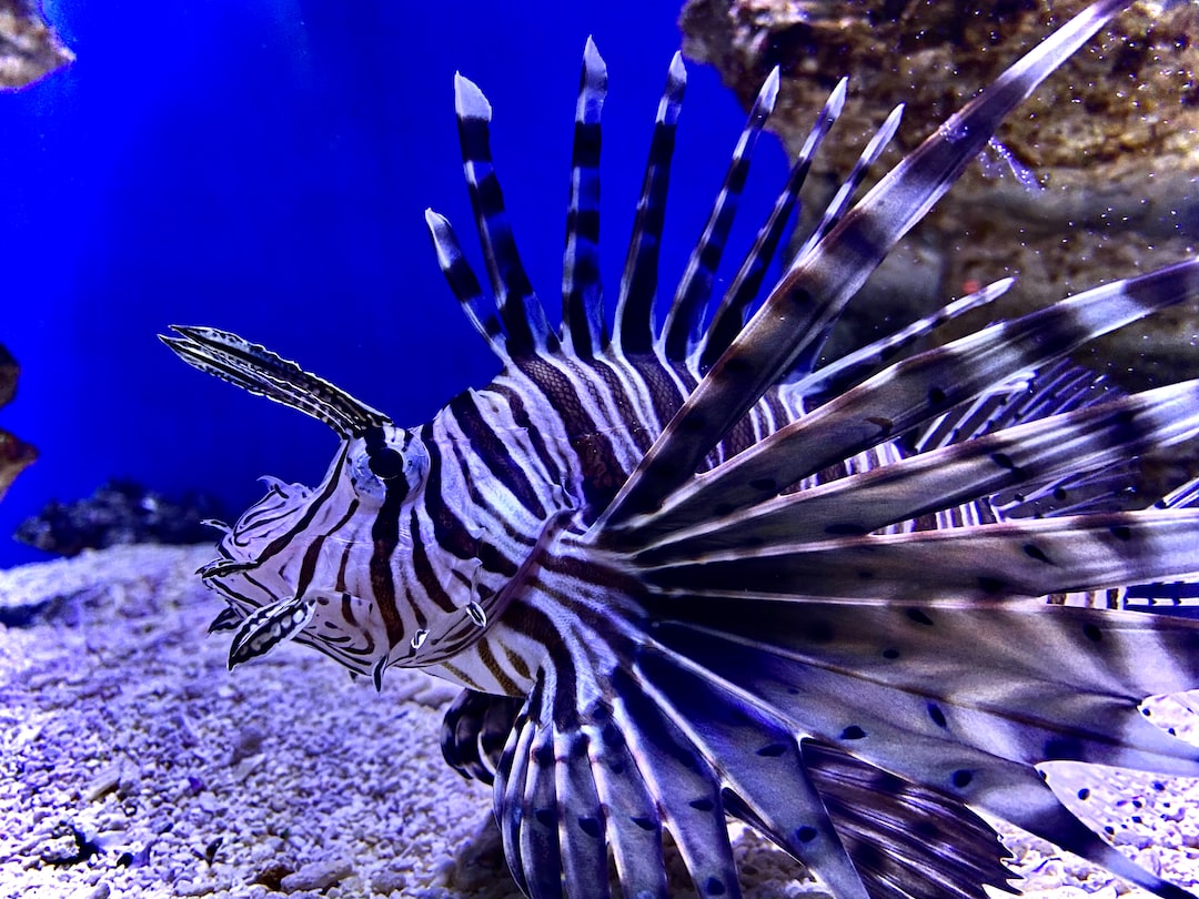 25 wichtige Fragen zu Wie Gebären Aquarium Schnecken?