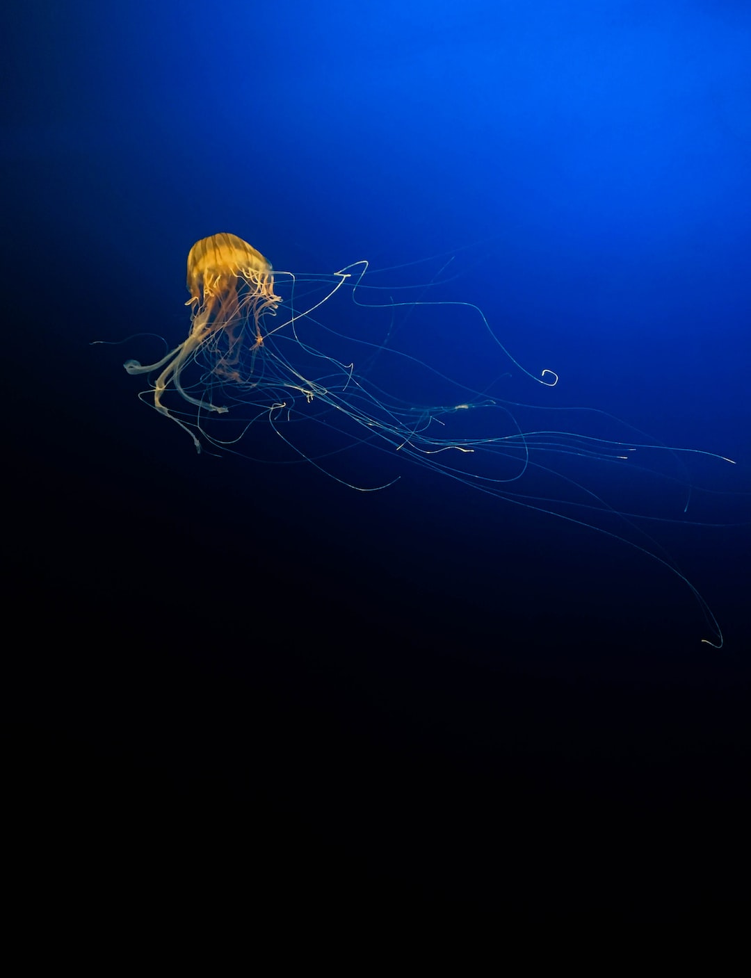11 wichtige Fragen zu Samsung Ambient Mode Aquarium