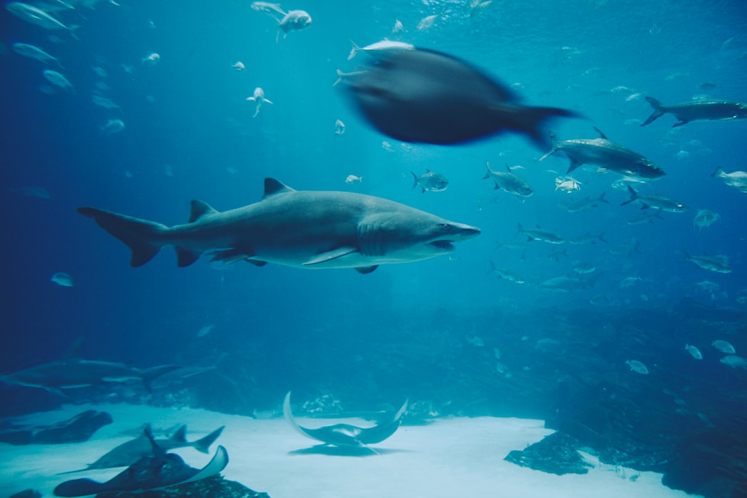 15 wichtige Fragen zu Welche Aquarium Fische Brauchen Keine Pflanzen?
