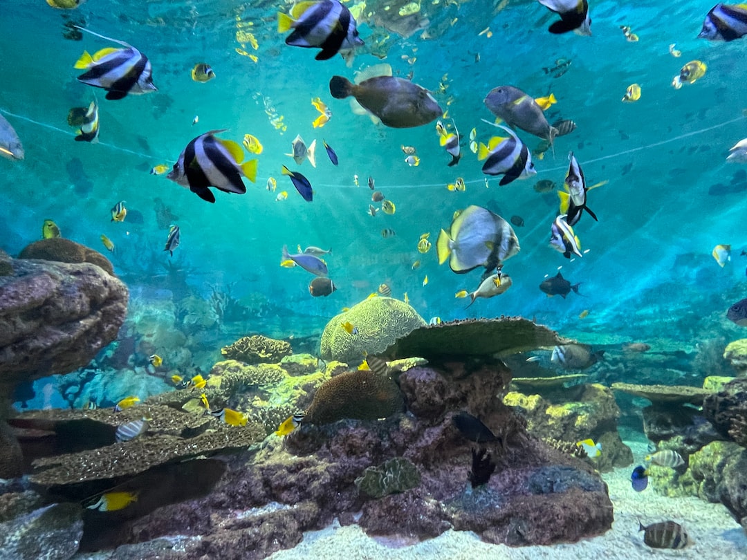 16 wichtige Fragen zu Wie Verhindert Man Algen Im Aquarium?