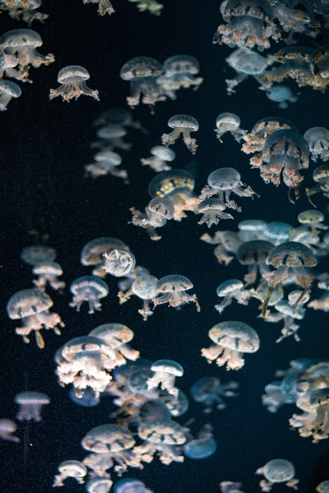 17 wichtige Fragen zu Aquarium Algen