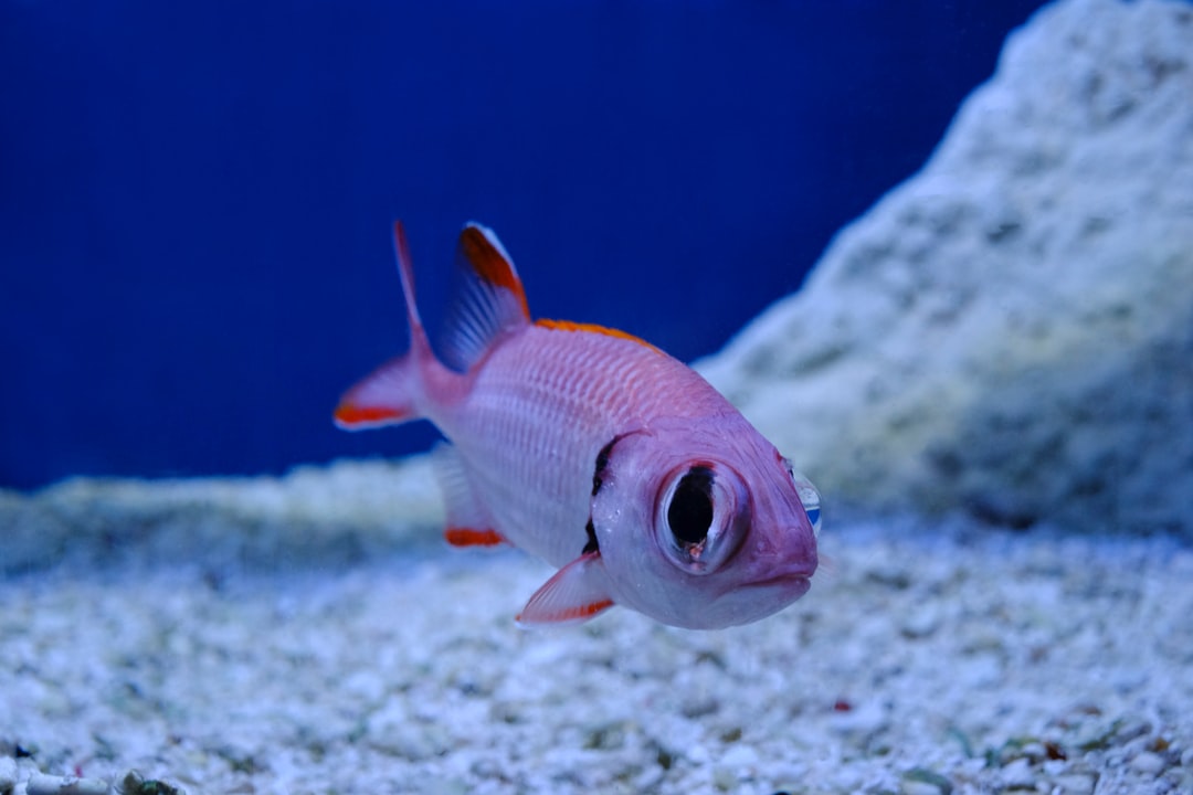 21 wichtige Fragen zu Zwergkugelfisch Aquarium
