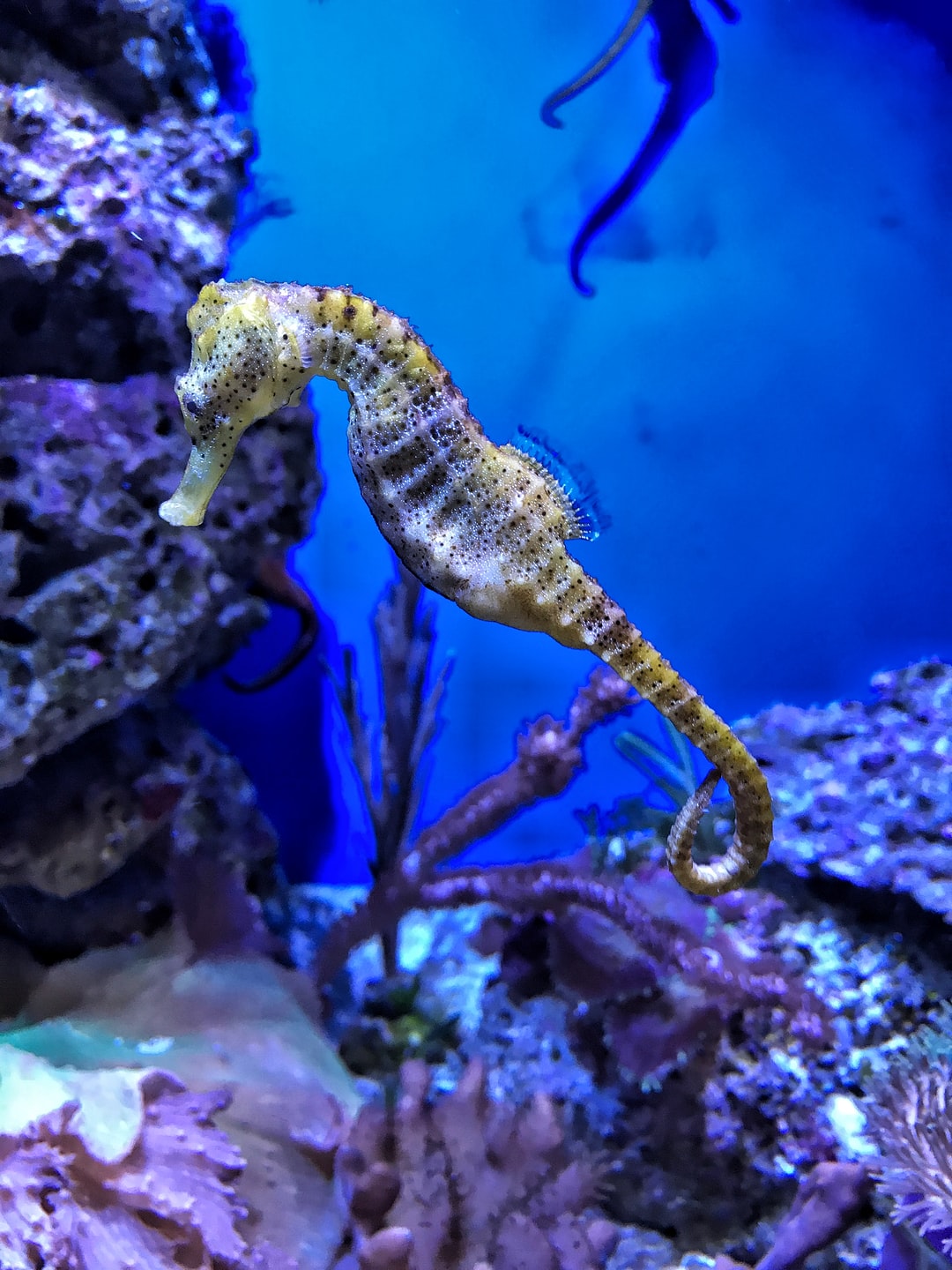 21 wichtige Fragen zu Schnecken Bekämpfen Aquarium