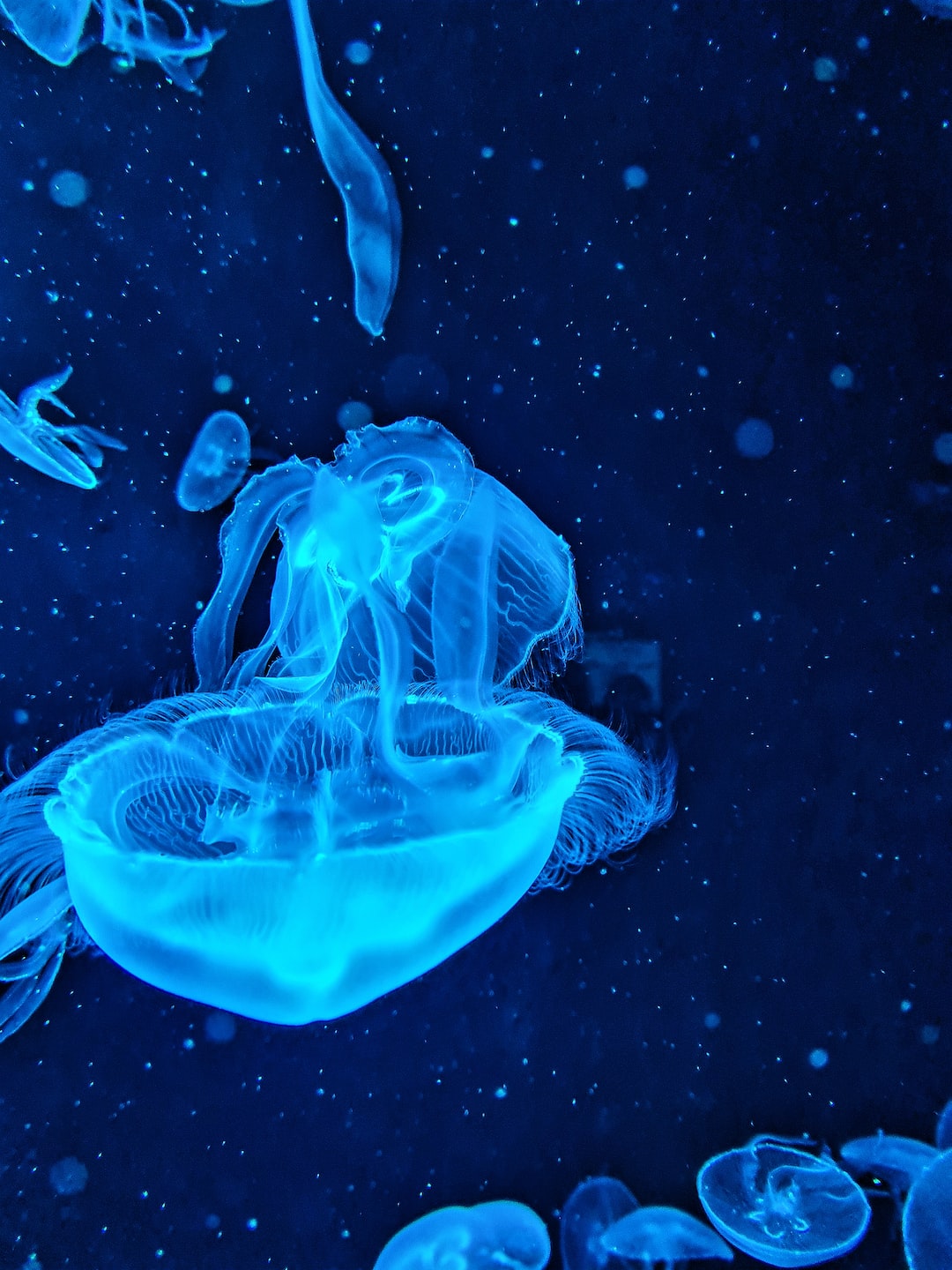 21 wichtige Fragen zu Aquarium Teststreifen Erklärung