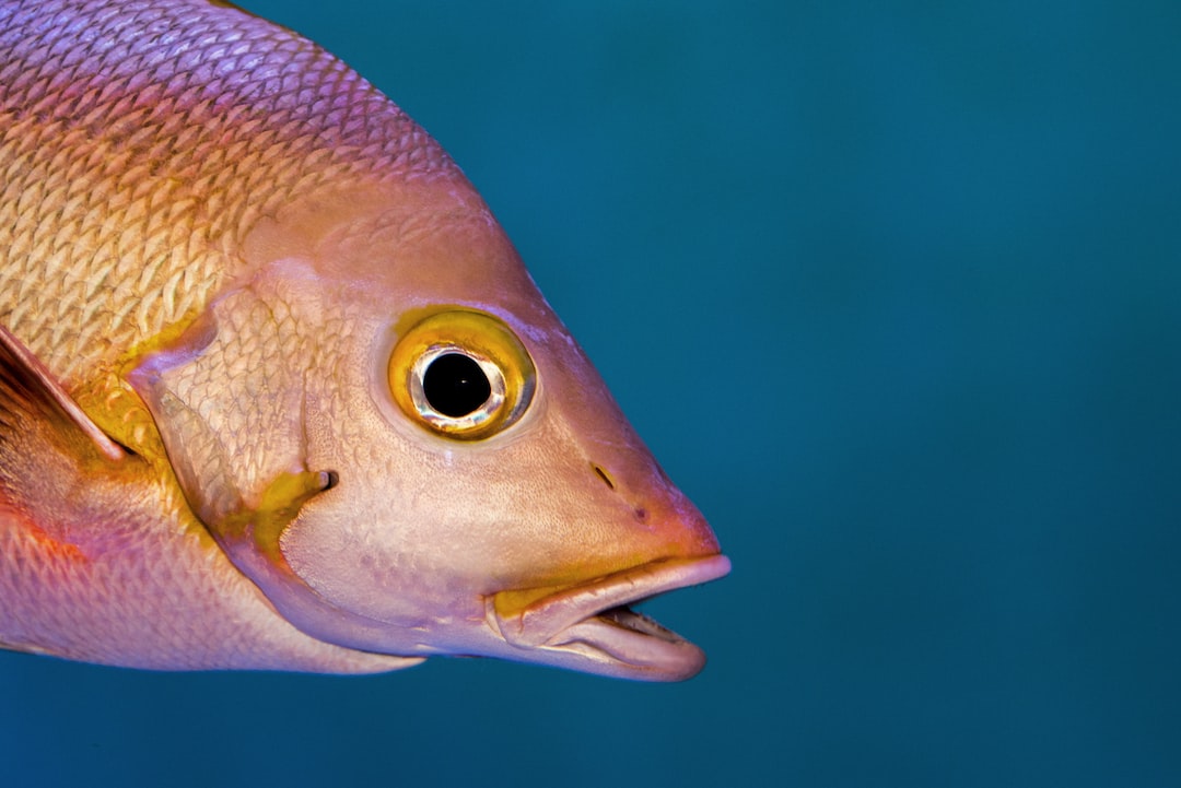 22 wichtige Fragen zu Can Shrimp Eat Fish Flakes?
