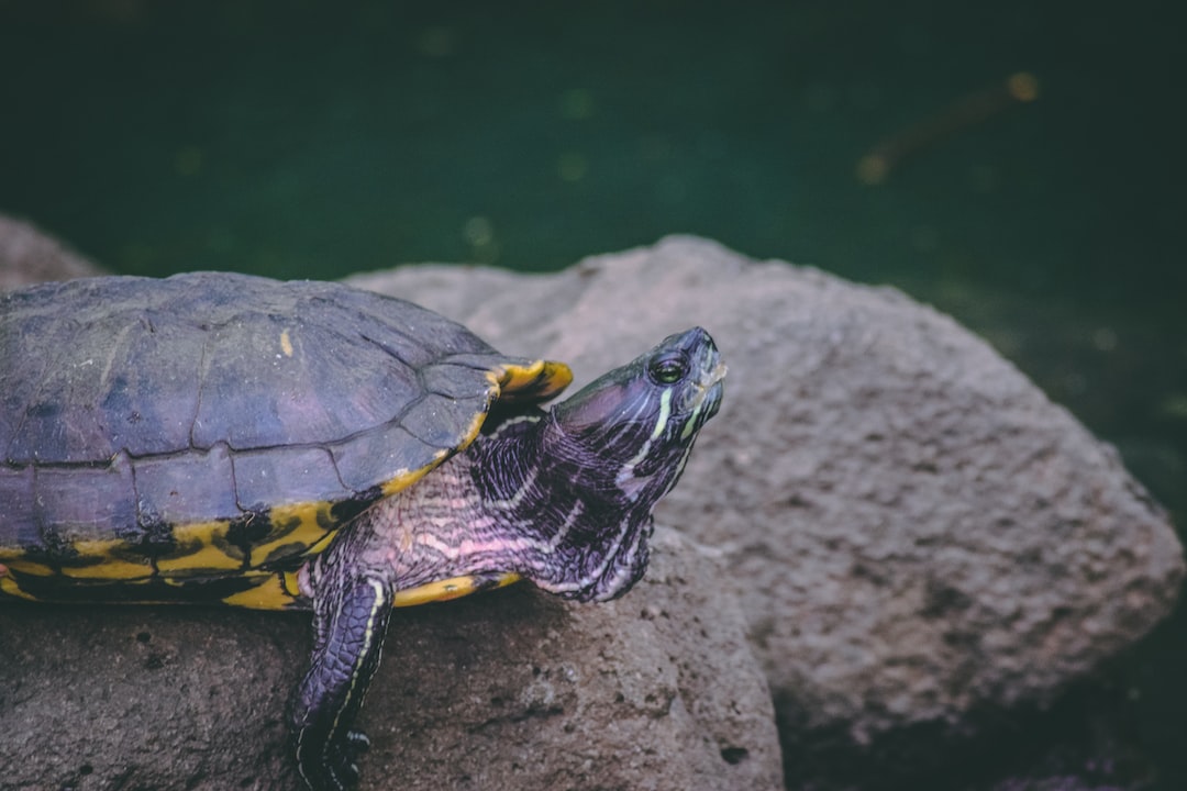 22 wichtige Fragen zu Wie Viel Kostet Ein Mini Schildkröte?