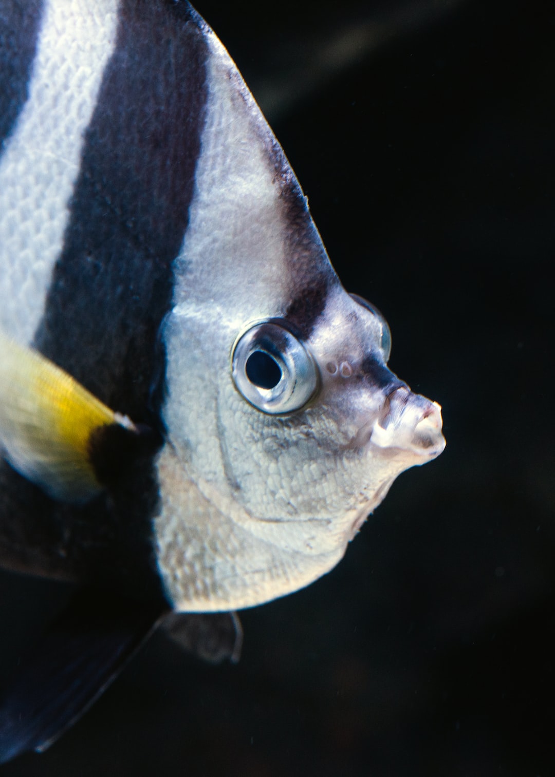 23 wichtige Fragen zu Aquarium Bodensauger