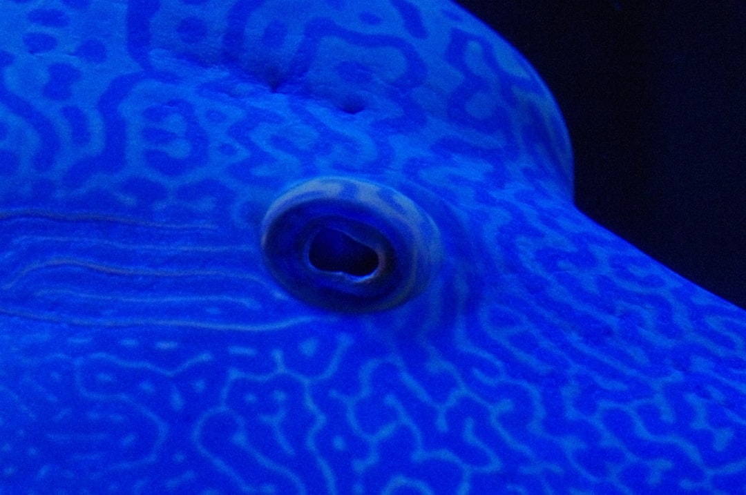 23 wichtige Fragen zu How Do You Keep Freshwater Jellyfish Alive?