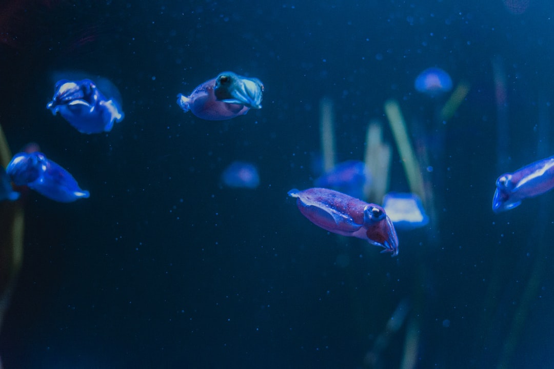 23 wichtige Fragen zu Aquarium Barsch Arten