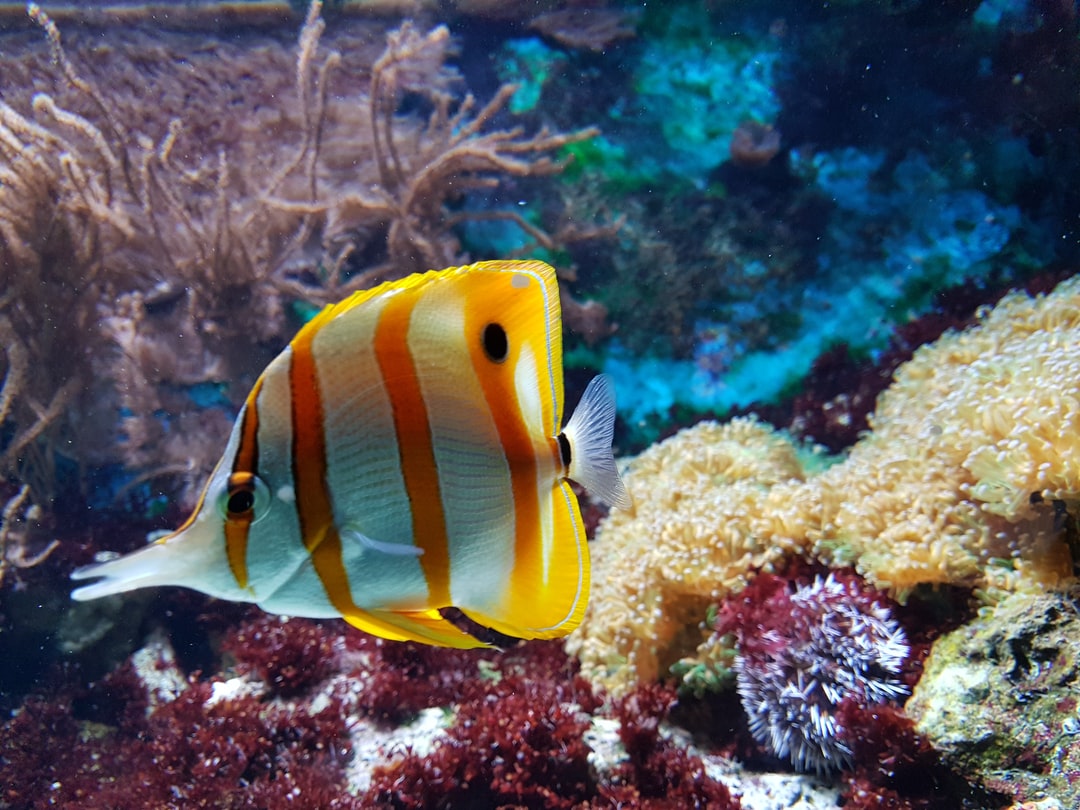 24 wichtige Fragen zu Was Braucht Man Alles In Einem Aquarium?