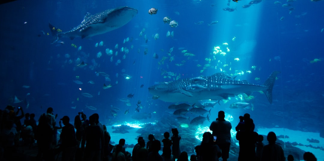 24 wichtige Fragen zu Where Is The National Aquarium Of India?