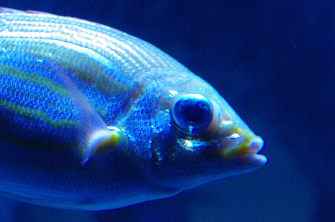 24 wichtige Fragen zu How Often Do Fish Tanks Break?