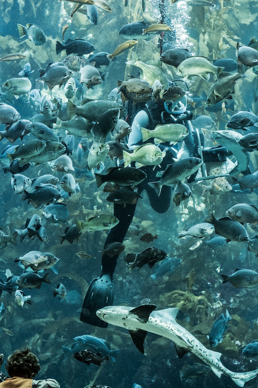 24 wichtige Fragen zu Wie Viel Kostet Ein Aquarium Mit?