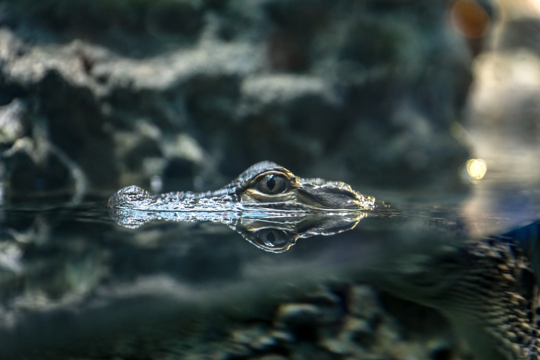 24 wichtige Fragen zu Wie Länge Hält Eine Wasserschildkröte Ohne Wasser Aus?
