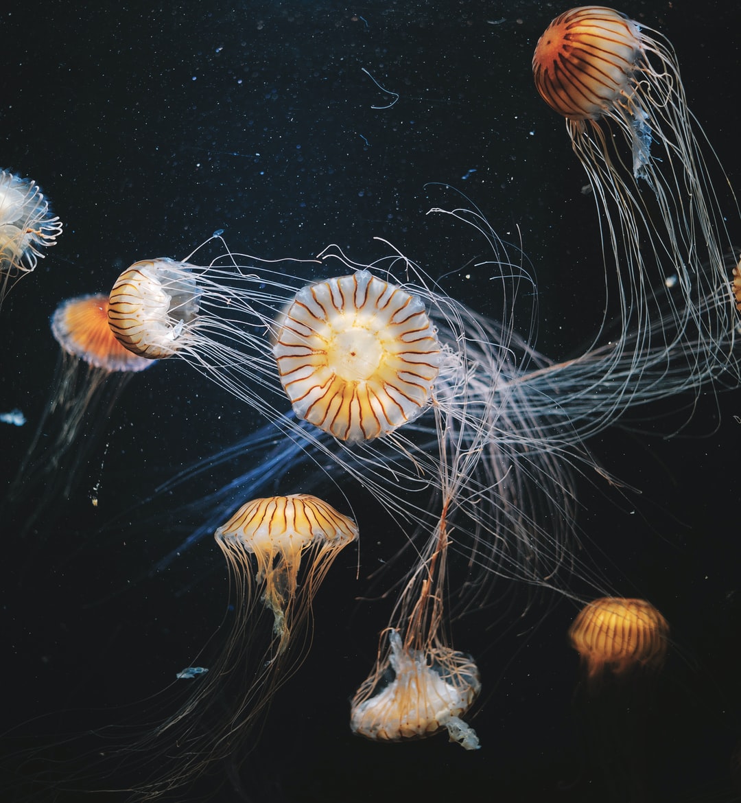 24 wichtige Fragen zu Aquarium Hechtlinge