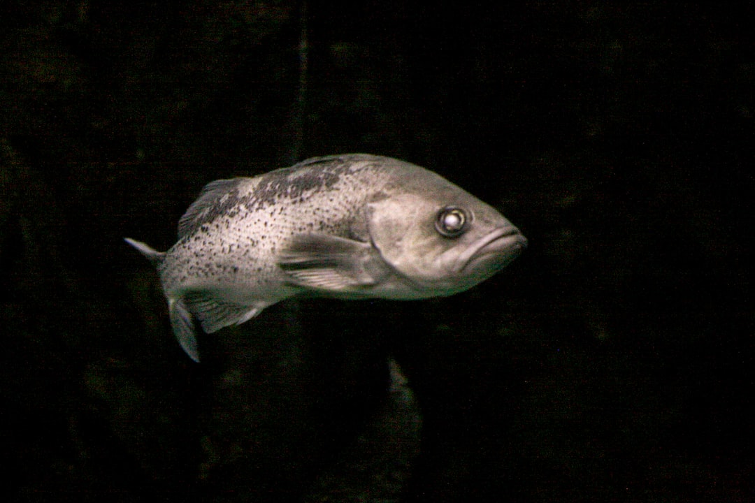 25 wichtige Fragen zu Wie Schnell Sterben Fische Im Aquarium?