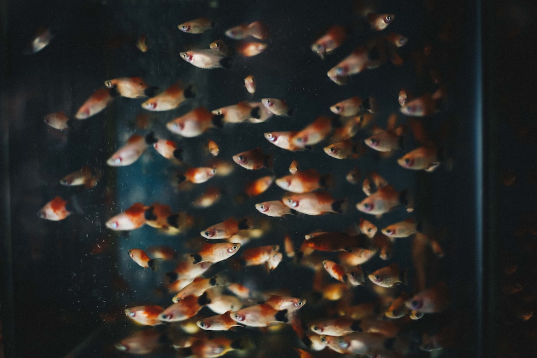 25 wichtige Fragen zu Wie Hält Man Goldfische Im Teich?