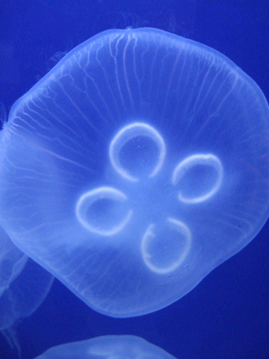 25 wichtige Fragen zu Volumen Aquarium Berechnen