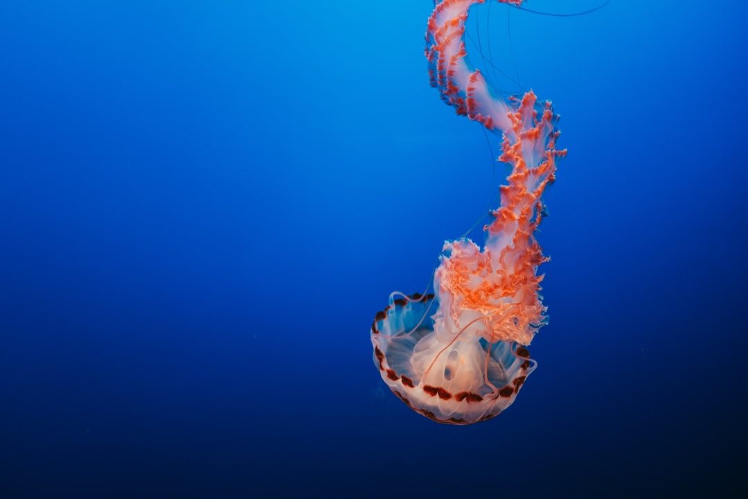 25 wichtige Fragen zu Einrichtungsbeispiel Aquarium