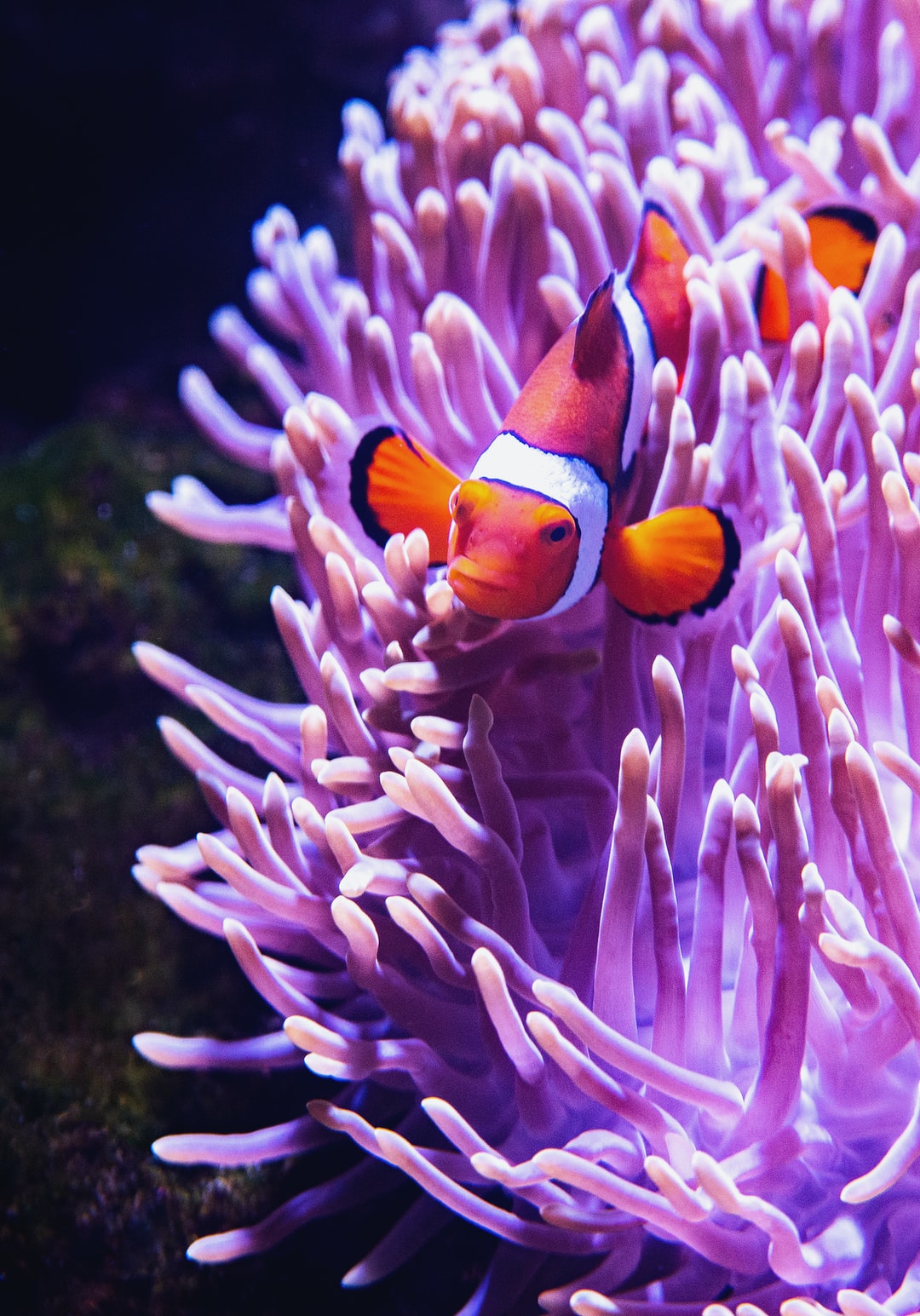 25 wichtige Fragen zu Kann Man Clownfische Im Aquarium Halten?