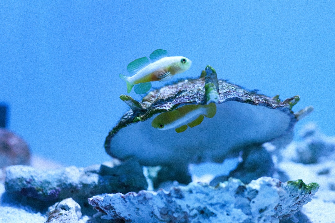 25 wichtige Fragen zu Aquarium Sonderformen