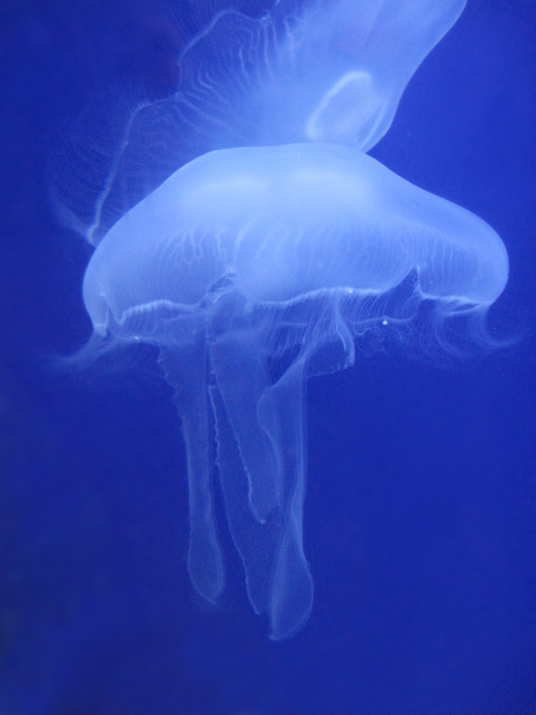 25 wichtige Fragen zu Wie Lange Können Aquarium Schnecken Ohne Wasser?