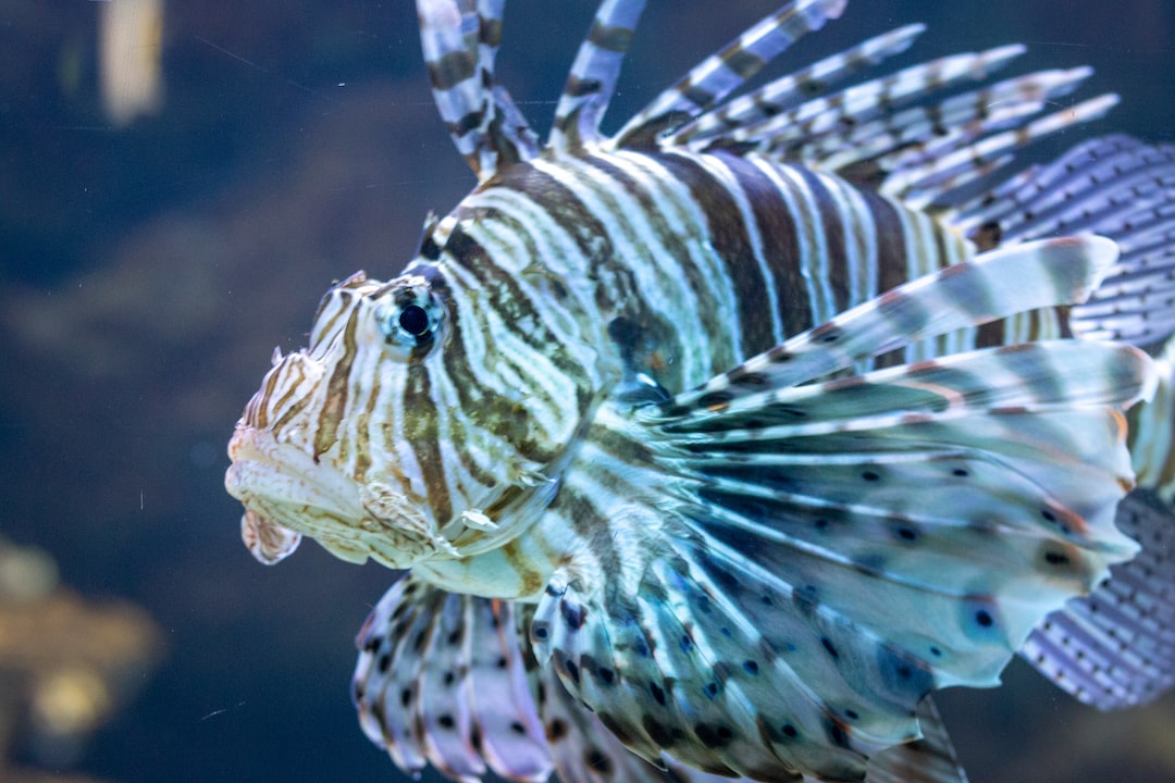 9 wichtige Fragen zu Flösselhecht Aquarium