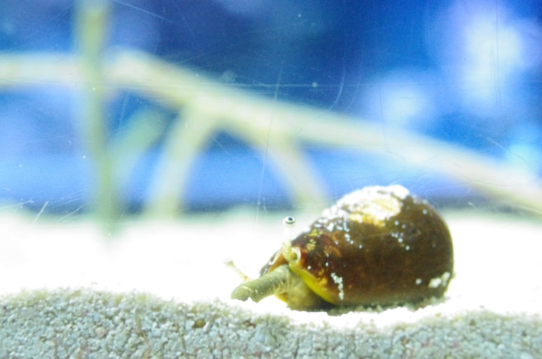 11 wichtige Fragen zu Wie Merkt Man Nitrit Im Aquarium?