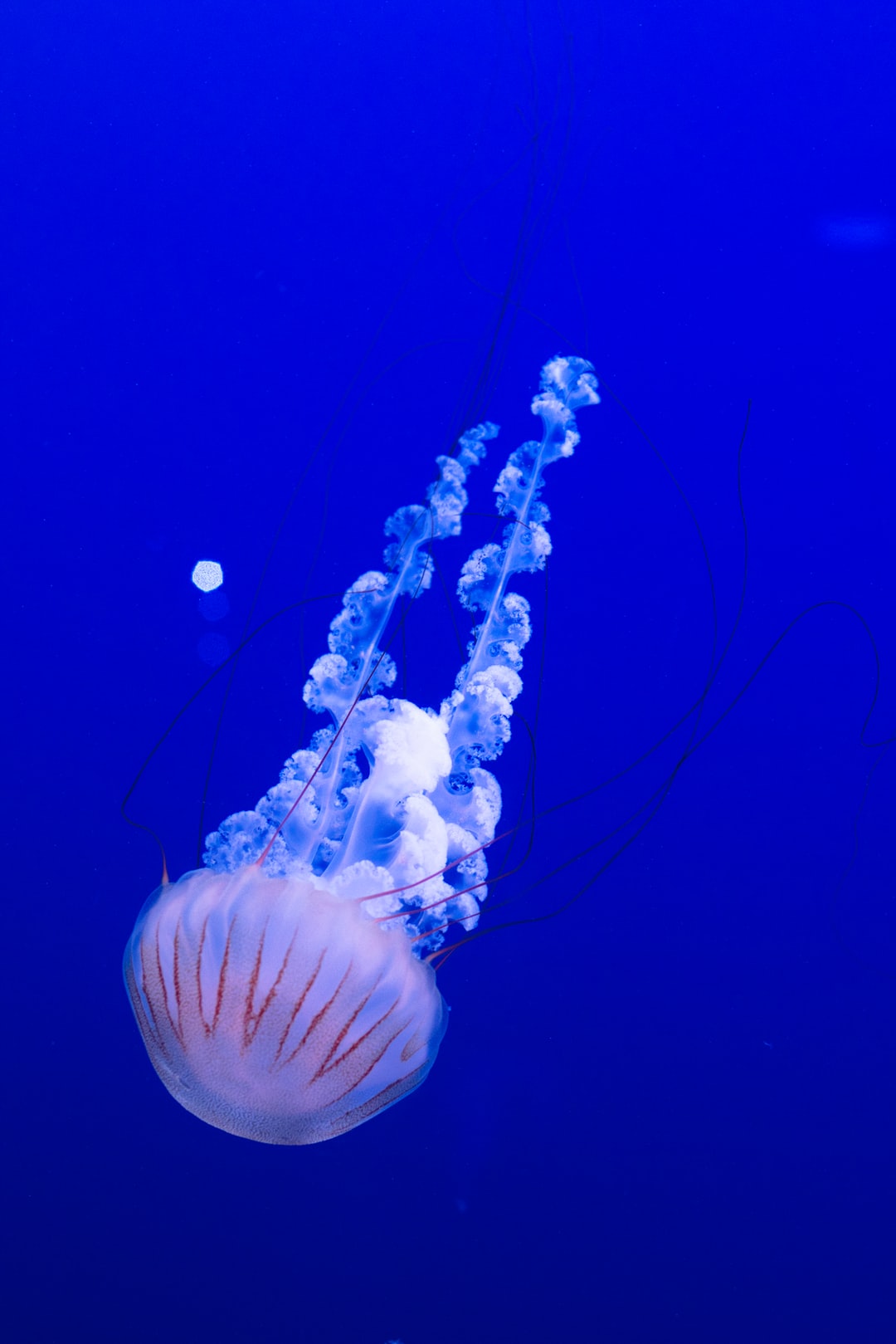 14 wichtige Fragen zu Was Bringt Aktivkohle Im Filter Aquarium?