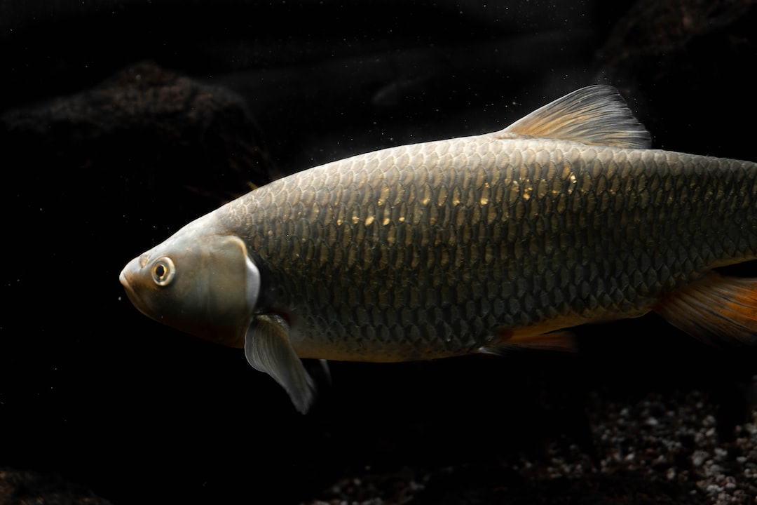 15 wichtige Fragen zu Welche Friedfische Für Aquarium?