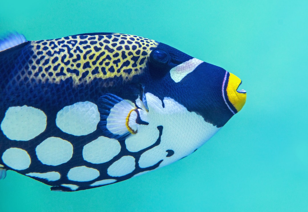 16 wichtige Fragen zu How Do You Stick A Background To A Fish Tank?