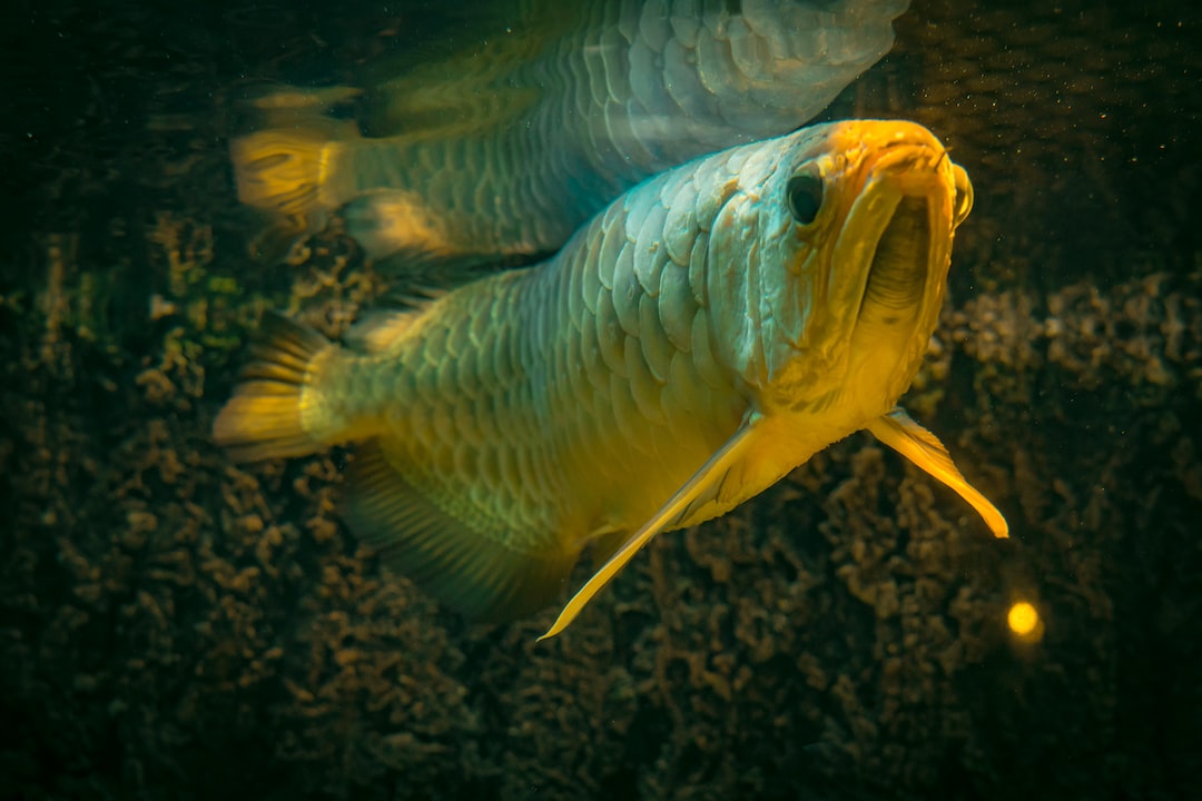 16 wichtige Fragen zu Welche Fische Sind In Einem Bach?