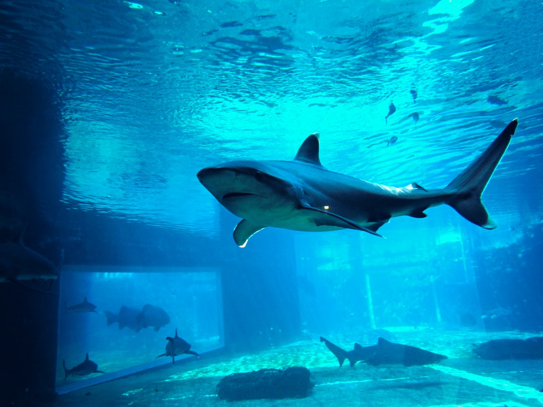 18 wichtige Fragen zu Aquarium Fisch Töten