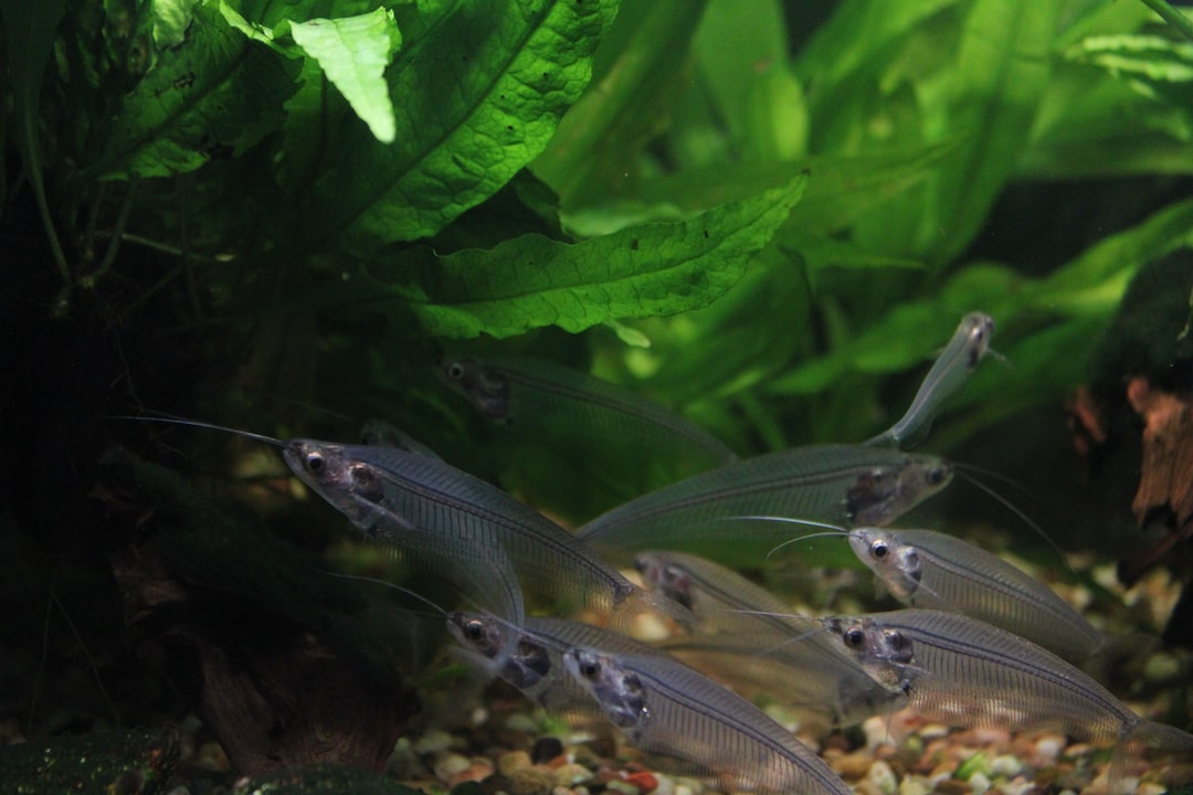 21 wichtige Fragen zu Do Led Lights Affect Fish?