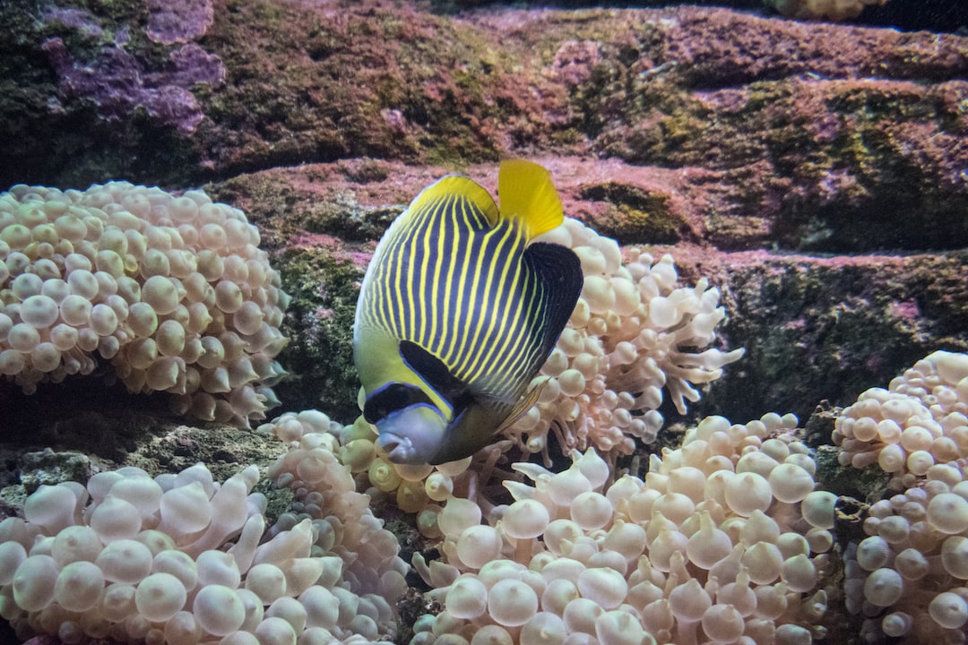 21 wichtige Fragen zu Bodenreiniger Aquarium