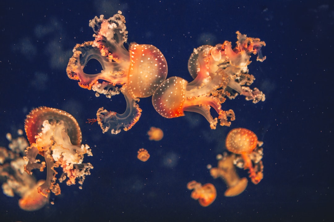 21 wichtige Fragen zu Wie Länge Leben Antennenwelse Im Aquarium?