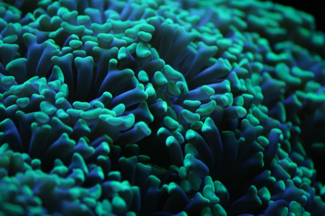 22 wichtige Fragen zu Krebs Aquarium