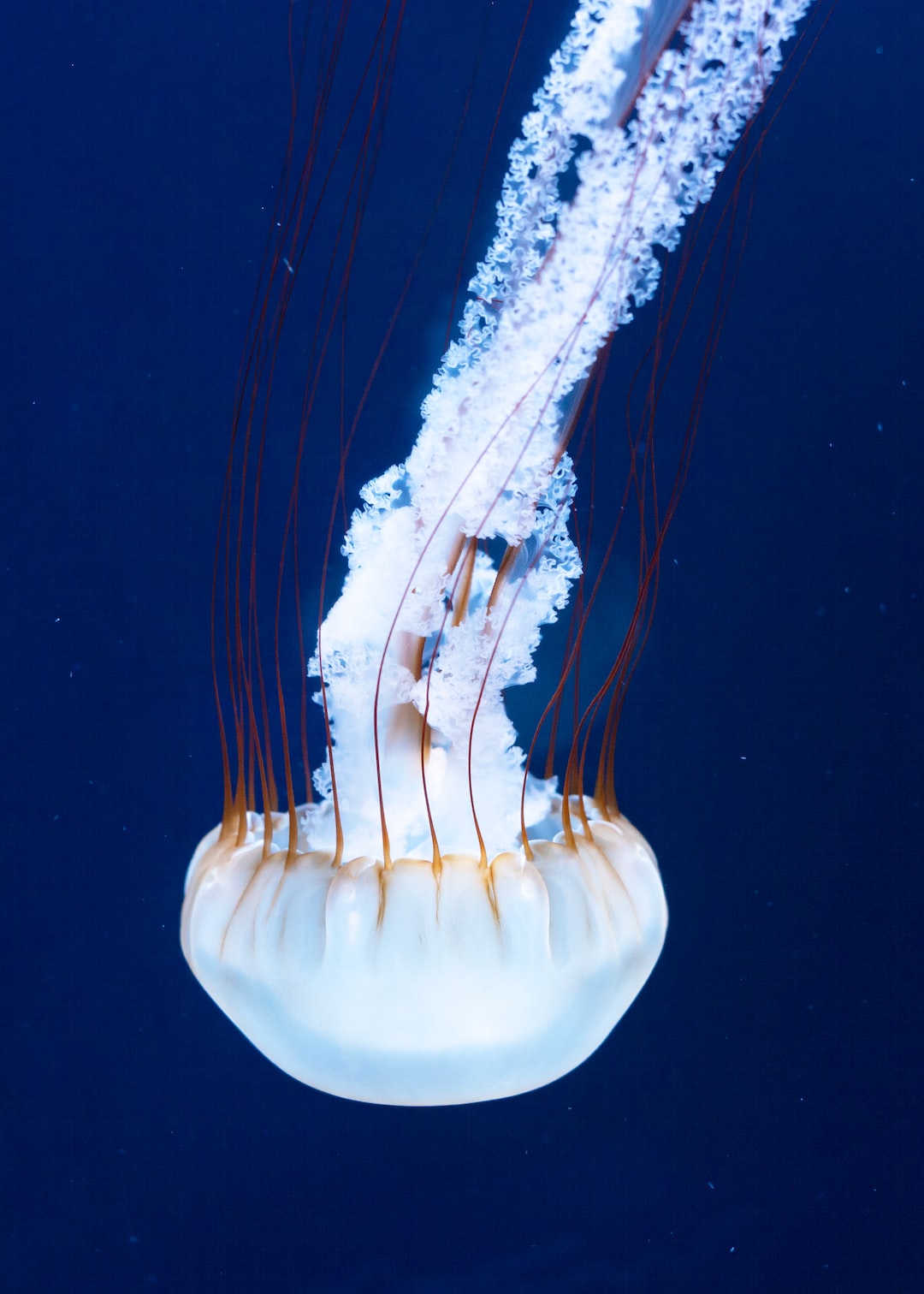 22 wichtige Fragen zu Welche Würmer Leben Im Wasser?