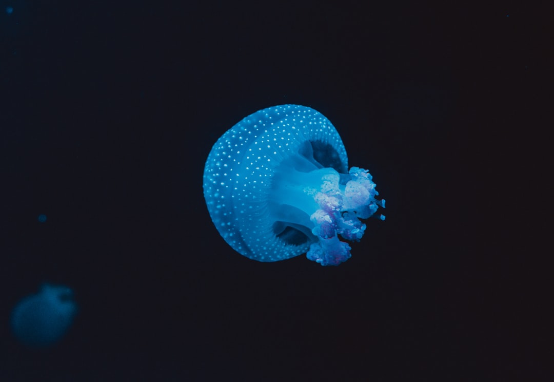 22 wichtige Fragen zu How Do Freshwater Aquarium Snails Reproduce?