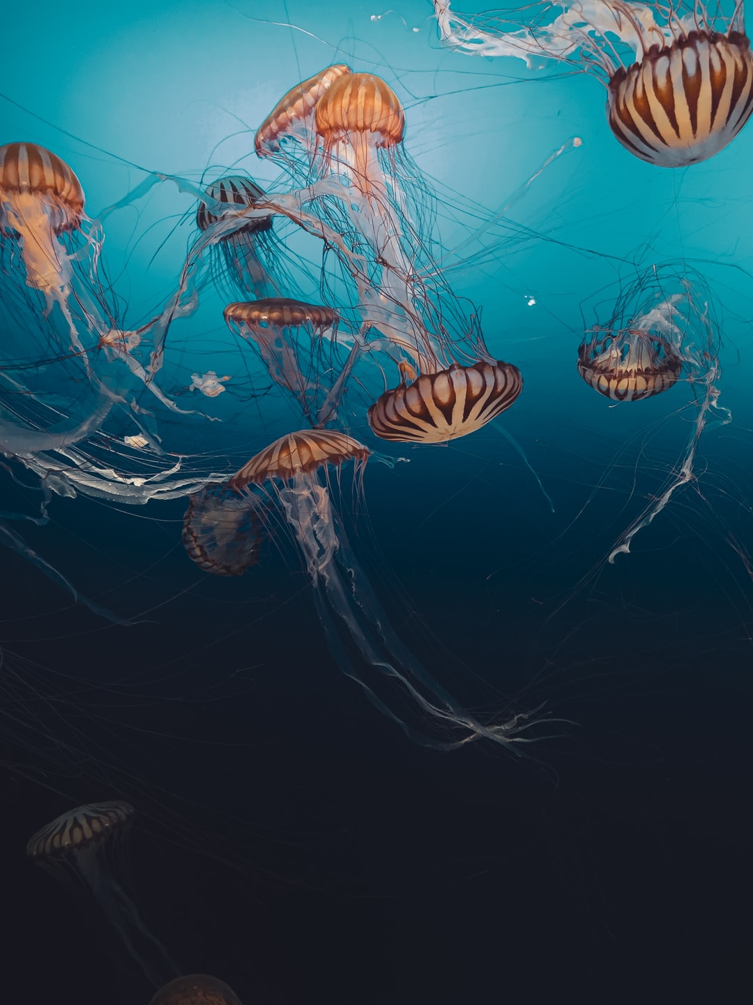 22 wichtige Fragen zu Schwarze Fische Aquarium
