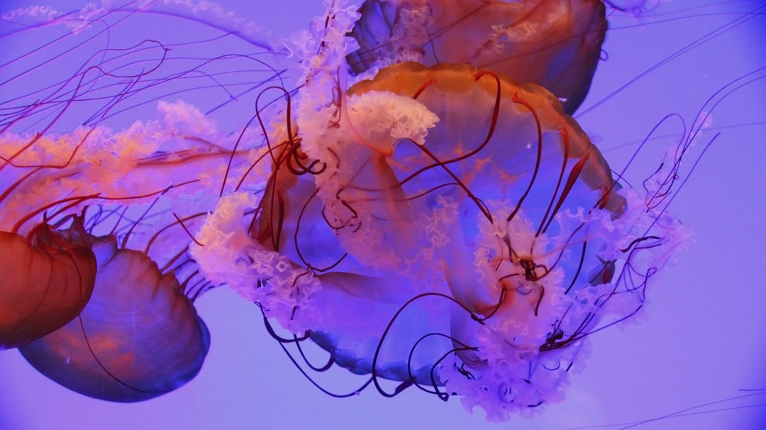 22 wichtige Fragen zu Wie Richte Ich Ein Aquarium Für Guppys Ein?