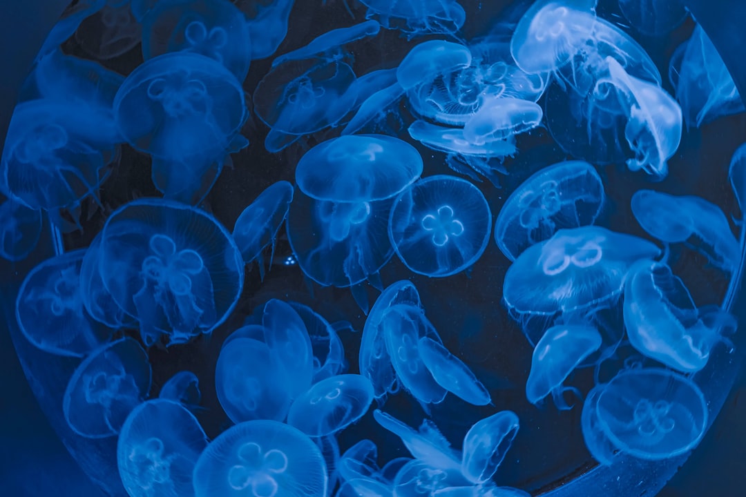 22 wichtige Fragen zu Warum Blaues Licht Meerwasseraquarium?
