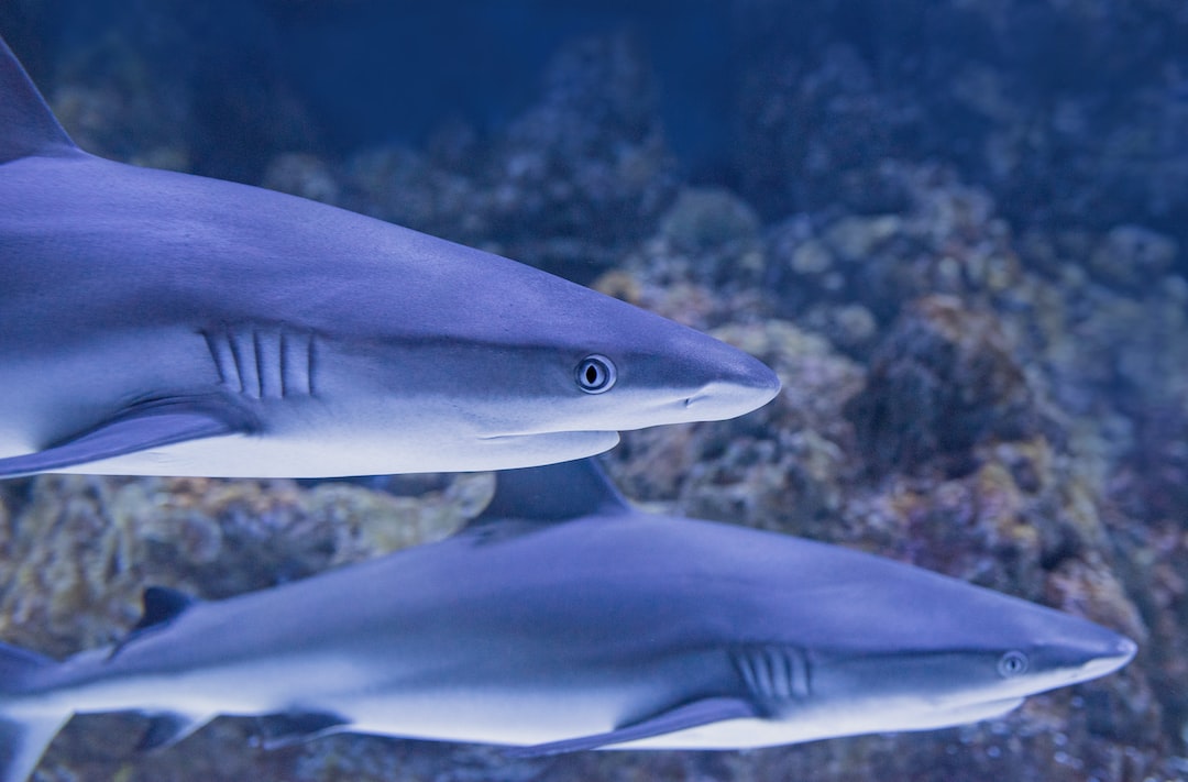 23 wichtige Fragen zu Hang On Aquarium Filters