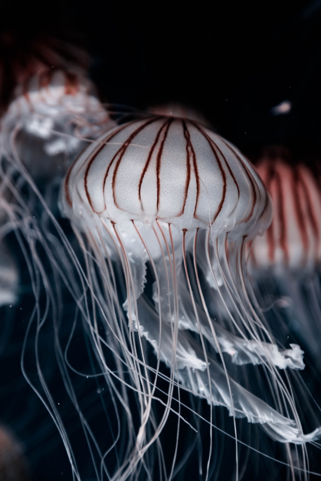 23 wichtige Fragen zu Was Macht Man Im Sea Life?
