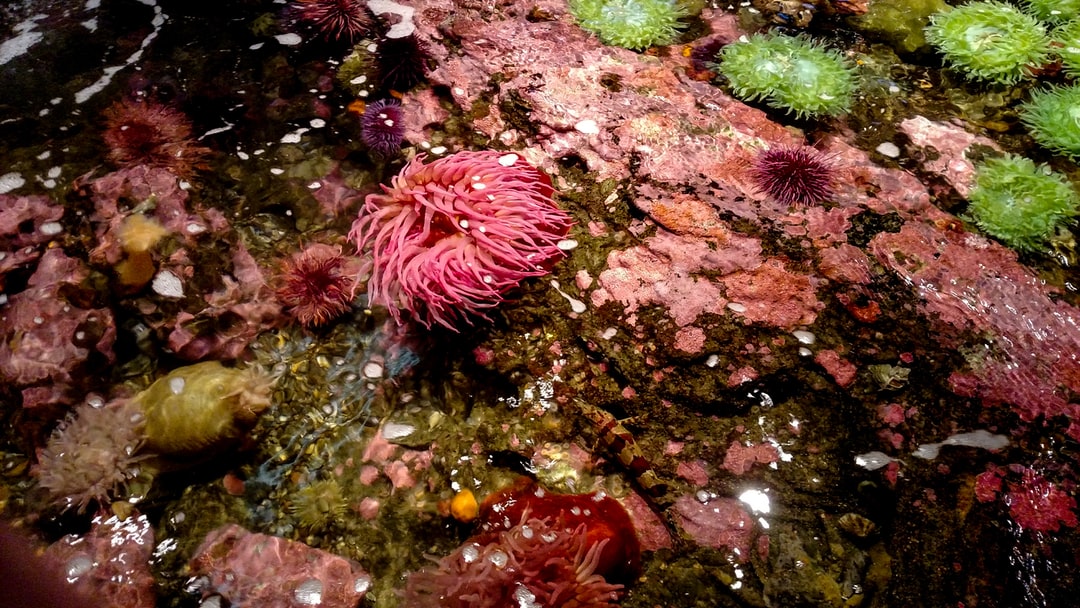 24 wichtige Fragen zu Bodensauger Aquarium
