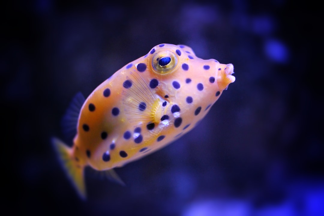 24 wichtige Fragen zu Welche Tiere Hält Man Im Aquarium?
