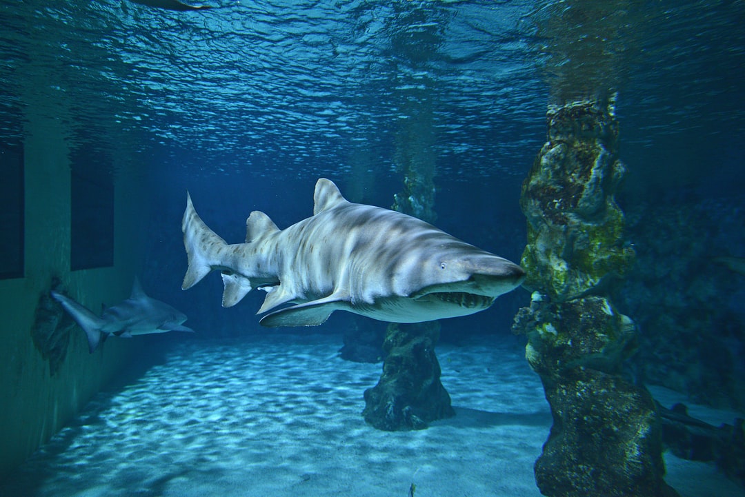 24 wichtige Fragen zu Aquarium 1000 Liter Mit Unterschrank