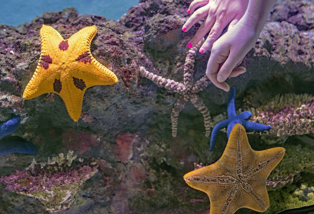 24 wichtige Fragen zu Aquarium Schiefer