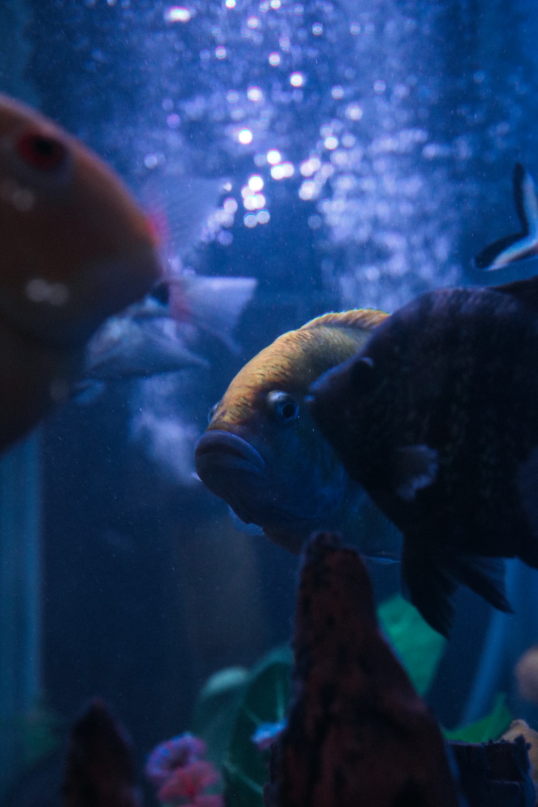 24 wichtige Fragen zu Wie Lange Sollte Das Licht In Einem Aquarium Brennen?