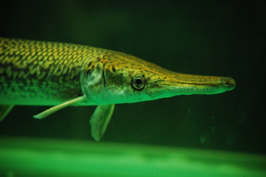 24 wichtige Fragen zu Fische Für Kleines Aquarium